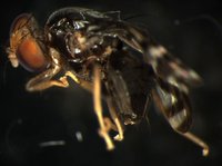 藏品(果實蠅)的圖片